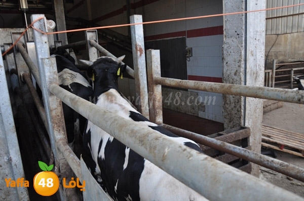 Jam3iya la7m3n (11).JPG